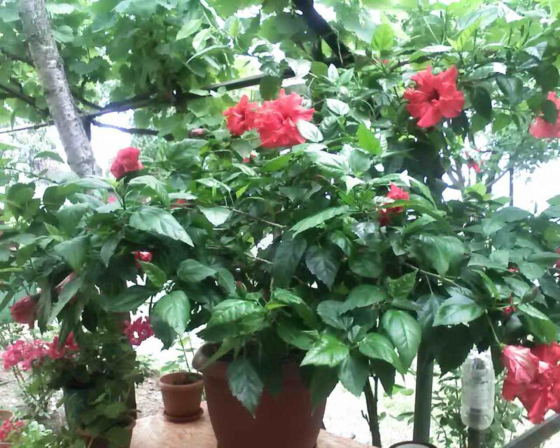 Potted Hibiscus Plant
