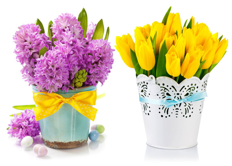 Potted Hyacinth and Tulip