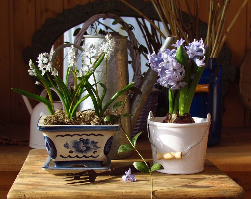 Potted Hyacinth Flowers