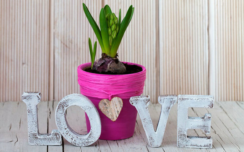 Potted Hyacinth Plant
