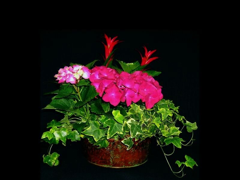 Potted Hydrangea and Ivy