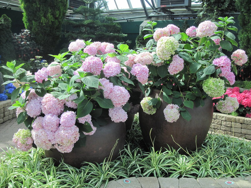 Potted Hydrangea Plants