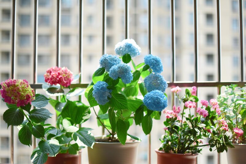 potted hydrangeas on balcony