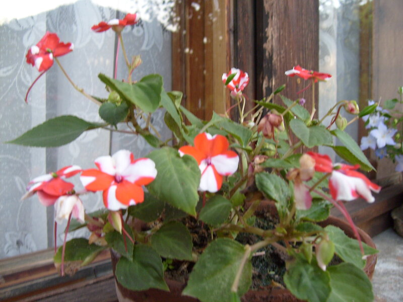 Potted Impatiens Plant