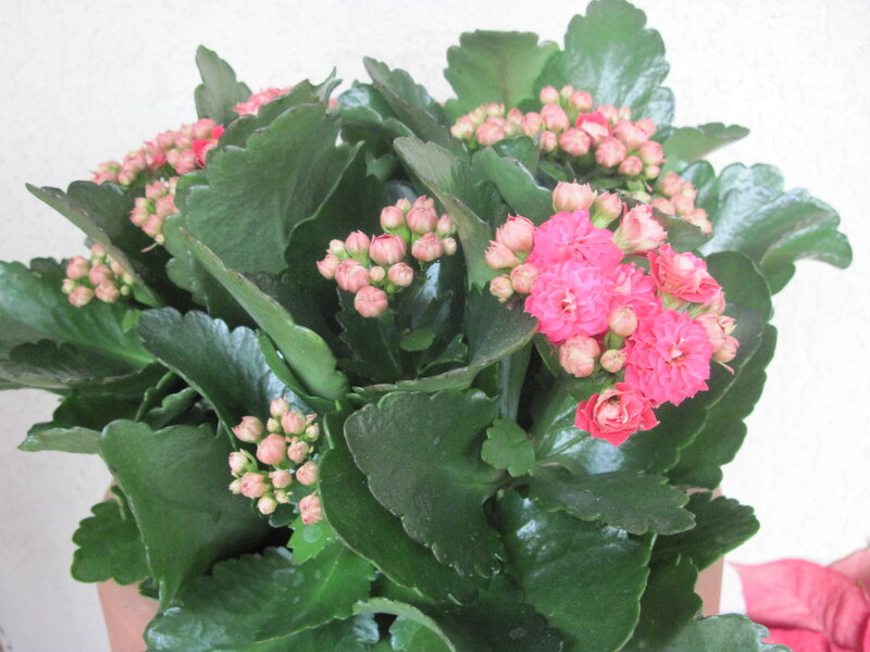 Potted Kalanchoe Plant — Green, Calm, Photograph