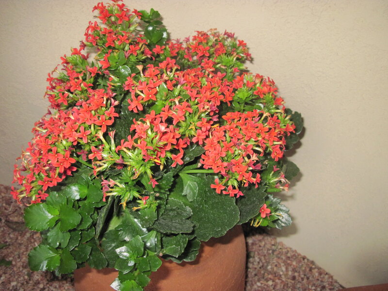 Potted Kalanchoe Plant — Green, Calm