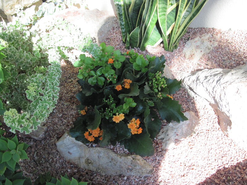Potted Kalanchoe Plant — Green