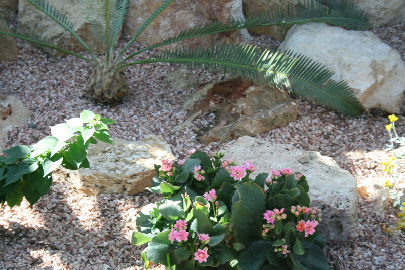 Potted Kalanchoe Plant