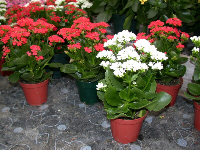 potted kalanchoe plants