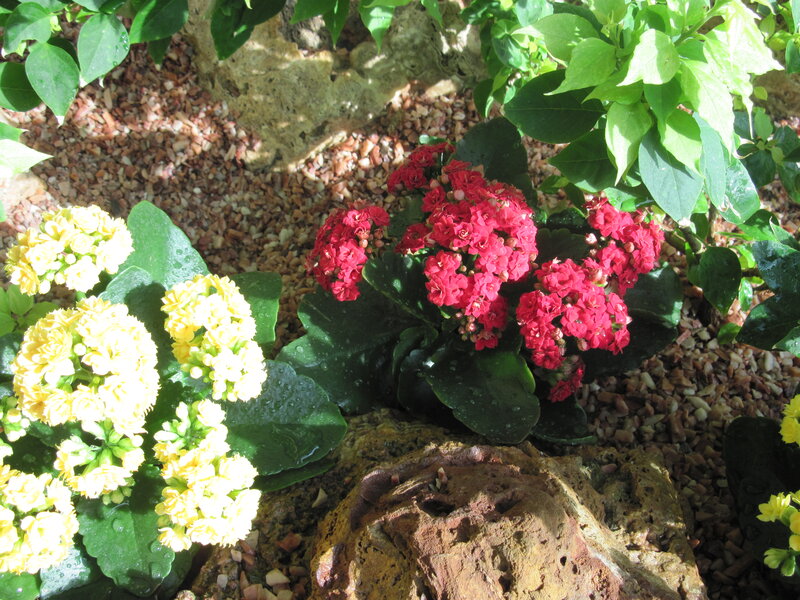 Potted Kalanchoe Plants — Red