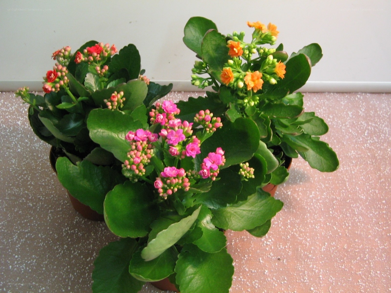 potted kalanchoe plants