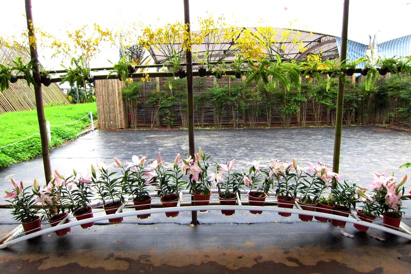 Potted Lilies in a Garden