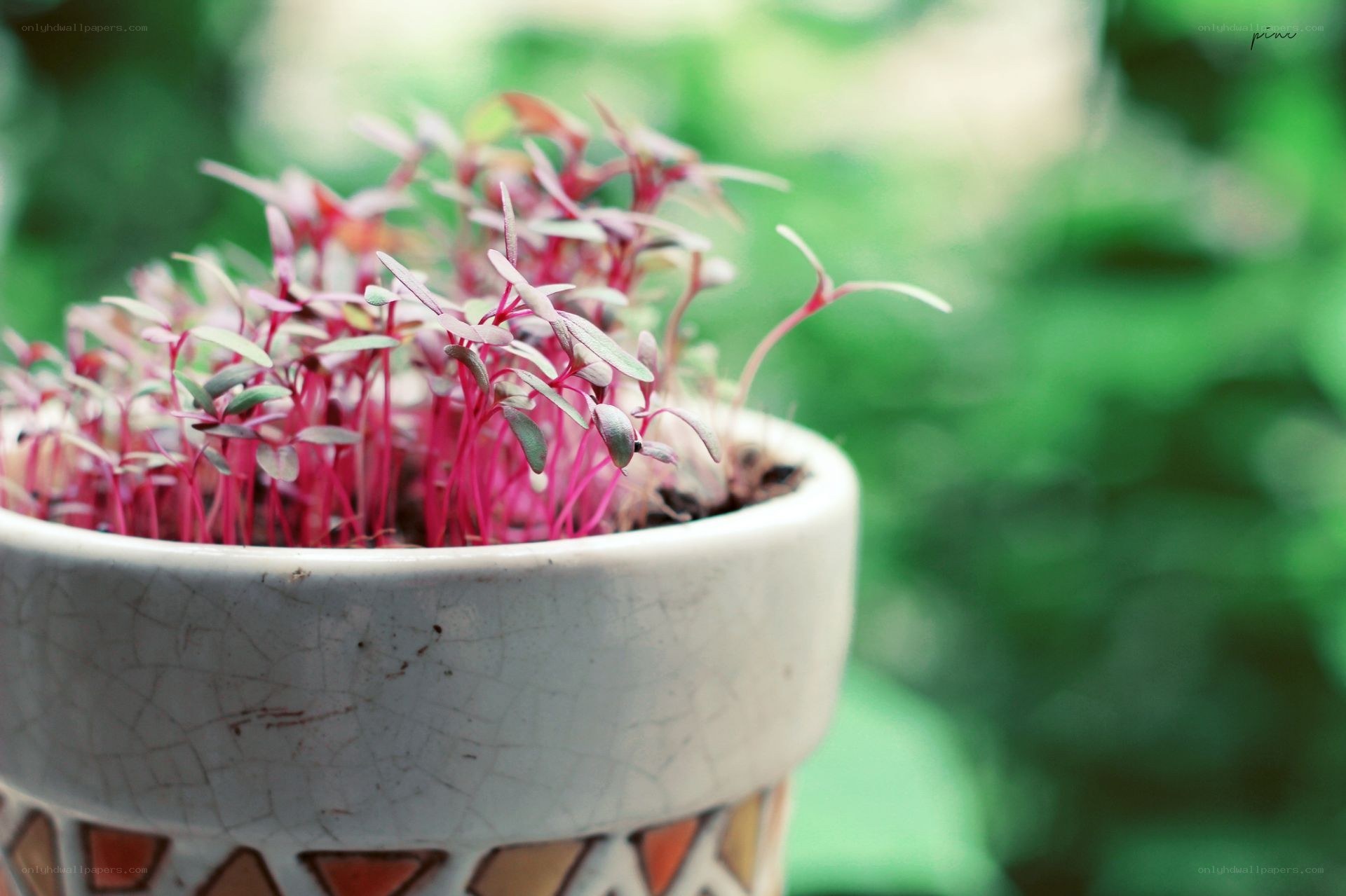 potted microgreens in a crackle pot