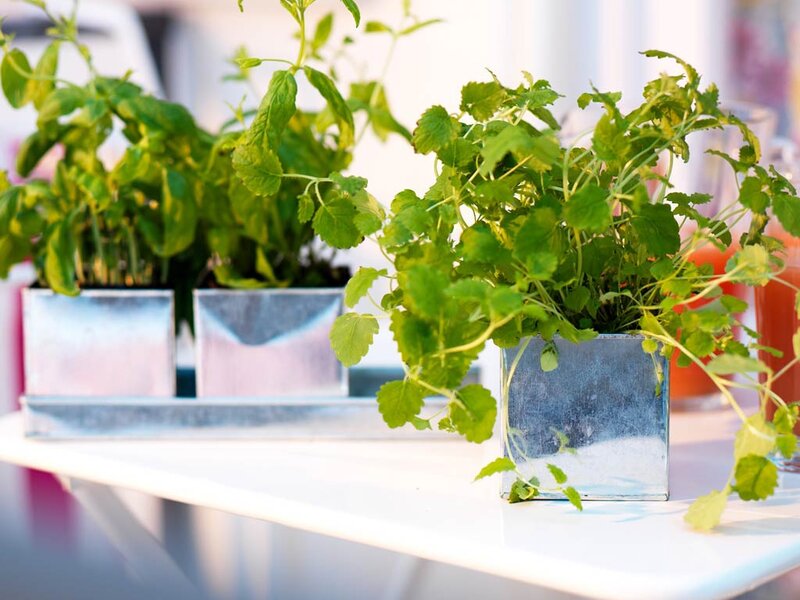 Potted Mint Plants