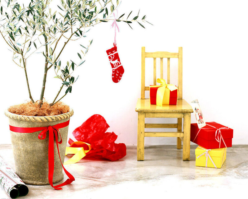Potted Olive Tree with Gifts