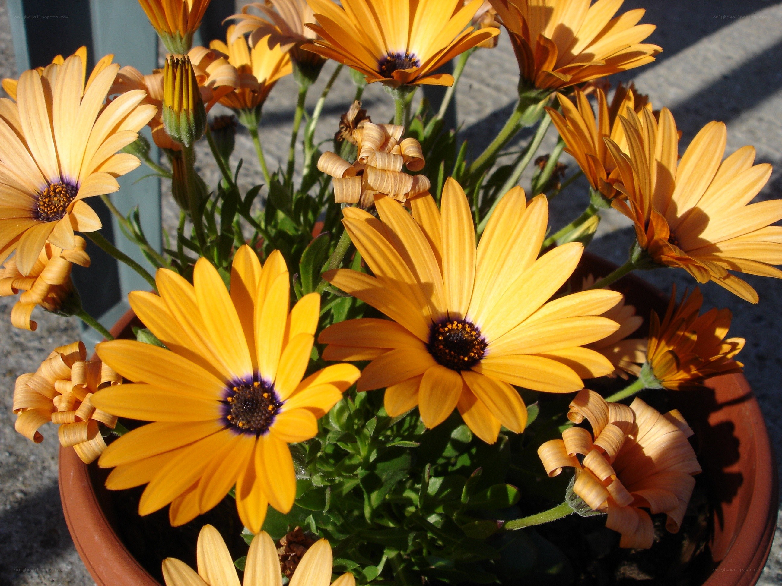 potted orange daisies in sunlight