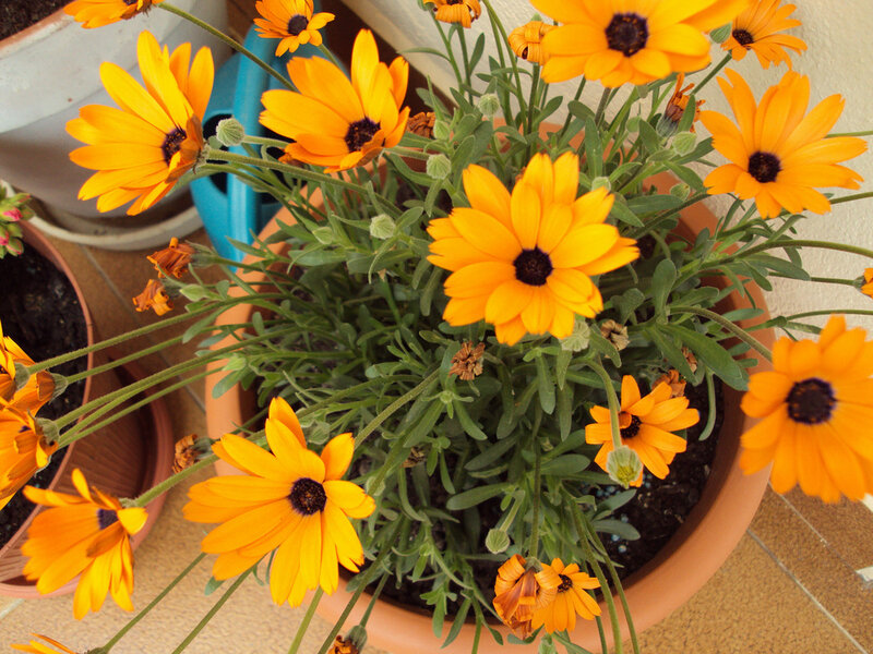 Potted Orange Daisies