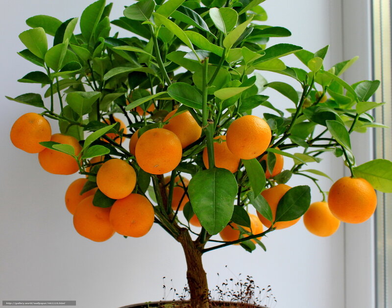 Potted Orange Tree — Green