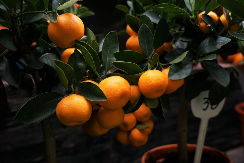 Potted Orange Tree — Natural