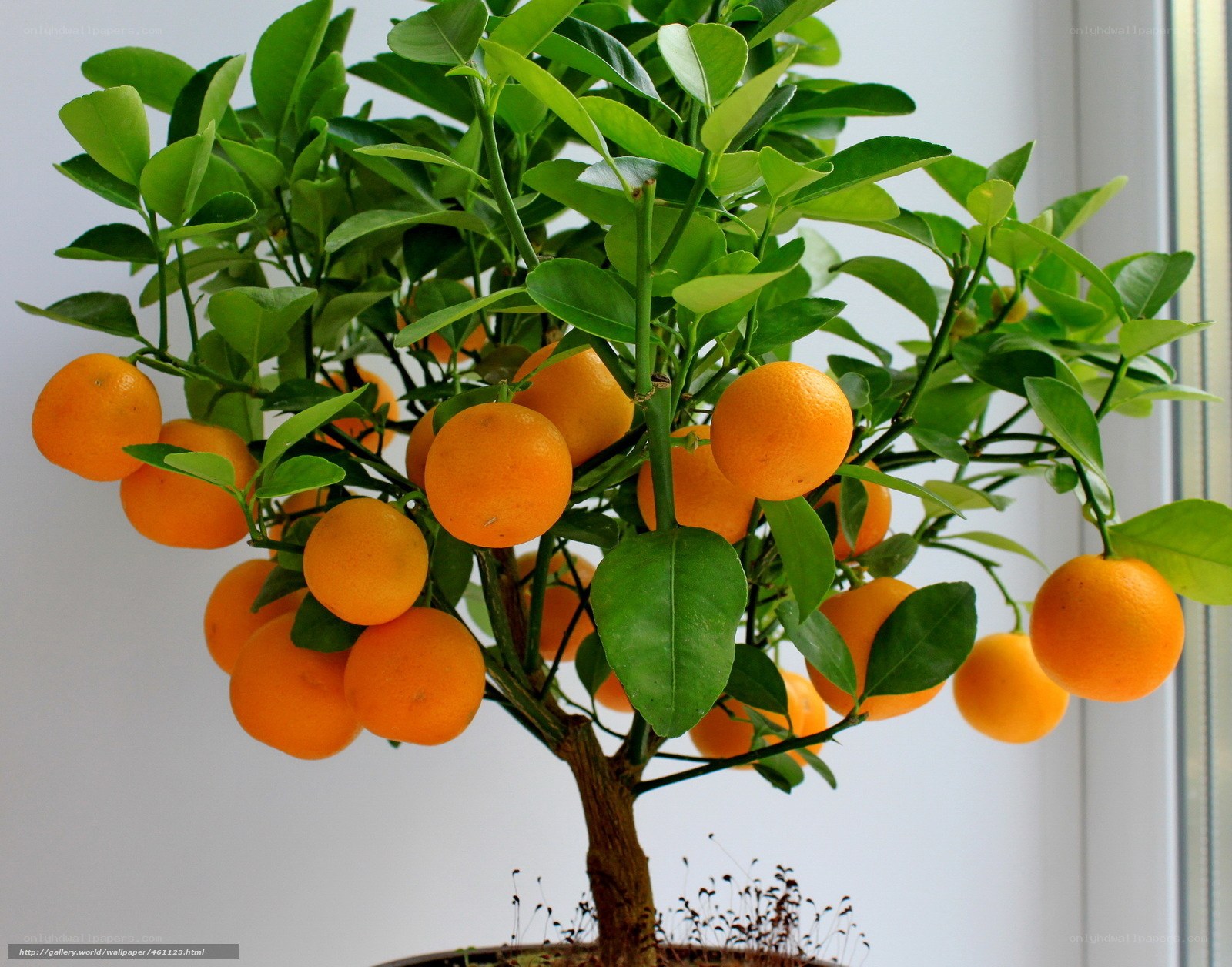 potted orange tree with fruit