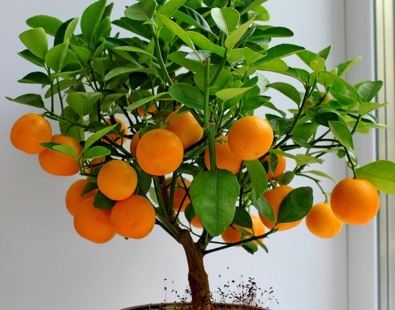 potted orange tree with fruit