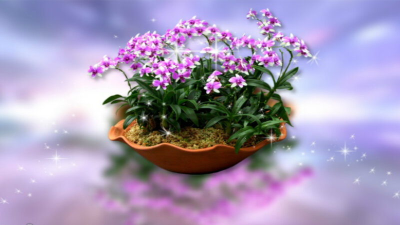 Potted Orchid Plant