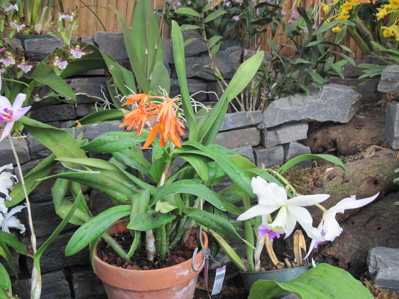 Potted Orchid Plants