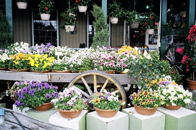 Potted Pansies at Market