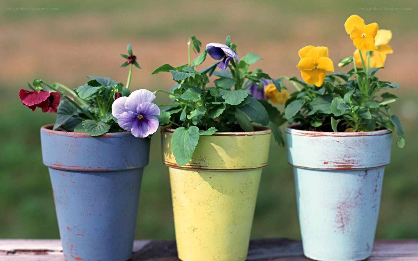 potted pansies in colorful pots