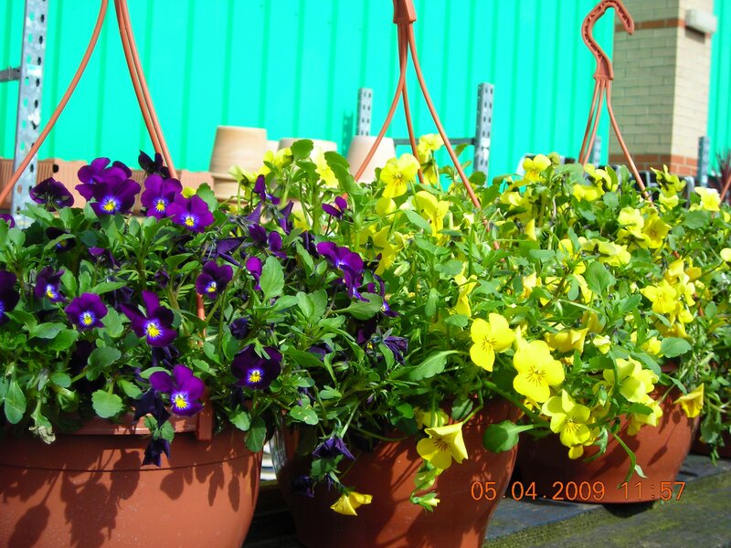 Potted pansies in purple and yellow