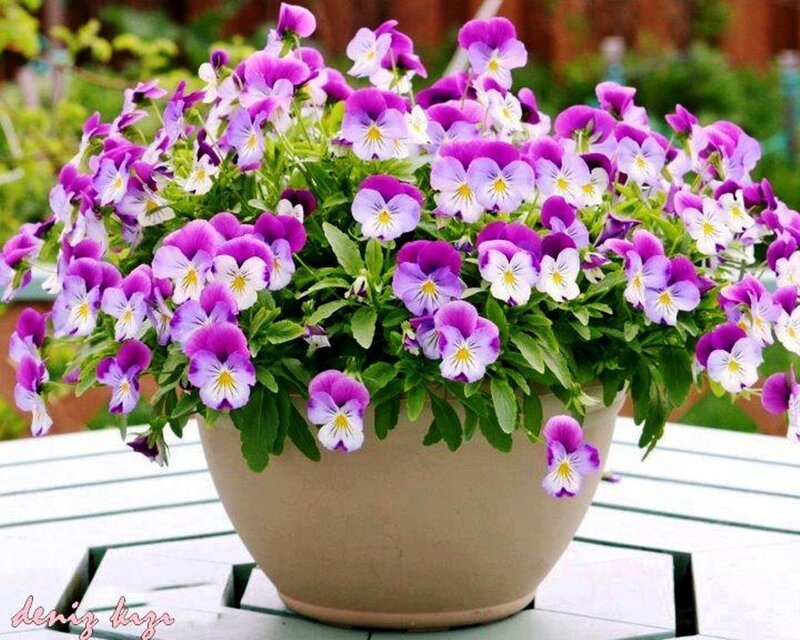 Potted Pansy Flowers — Purple