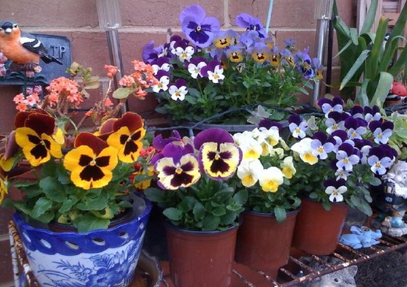 Potted Pansy Flowers