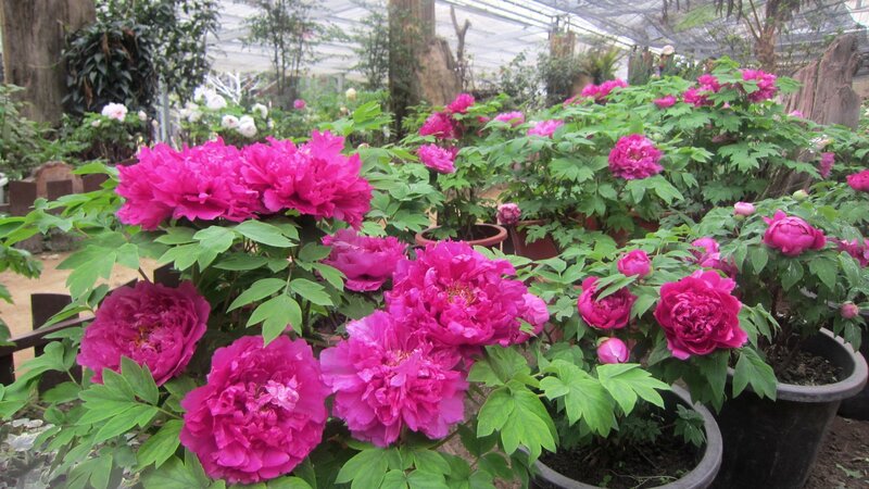 Potted Peony Flowers — Pink