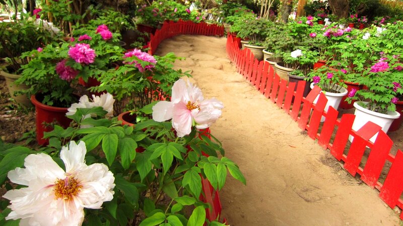 Potted Peony Flowers
