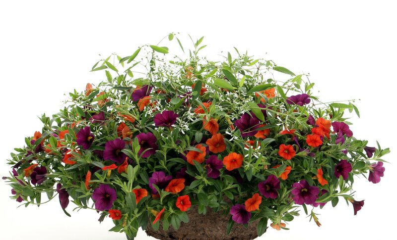 Potted Petunia Arrangement