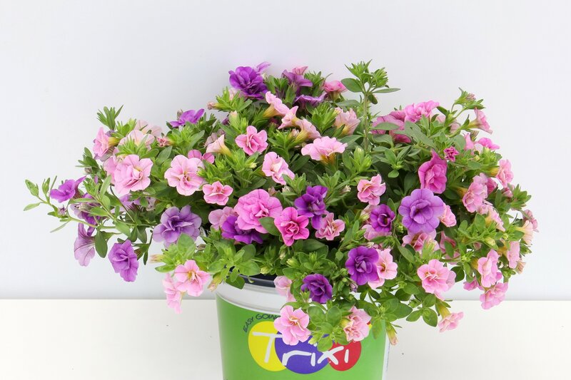 Potted Petunia Flowers — Pink, Calm, Photograph