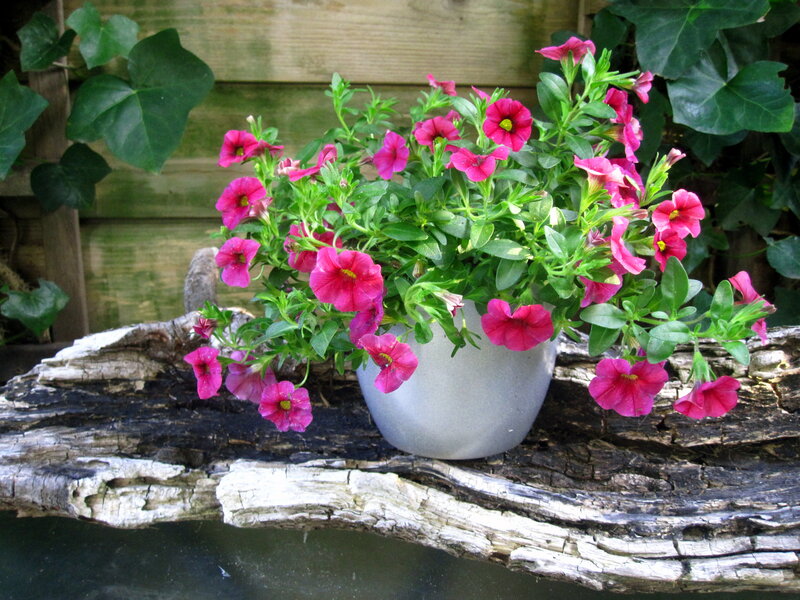Potted Petunia Flowers — Pink, Calm