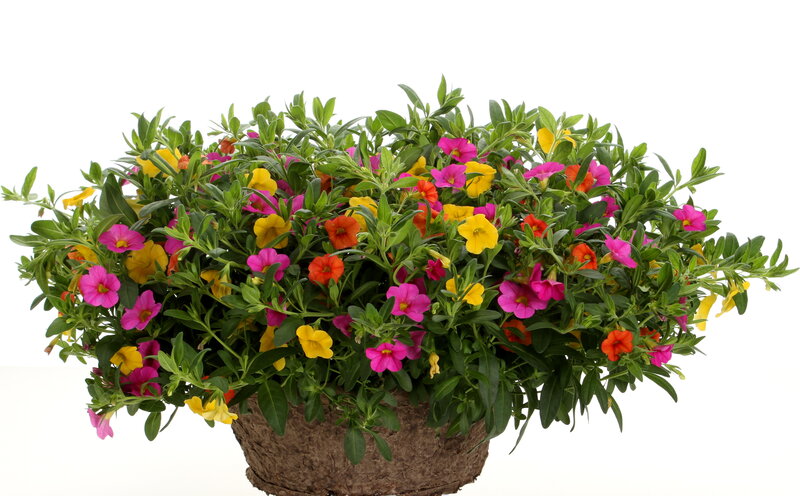 Potted Petunia Flowers — Pink