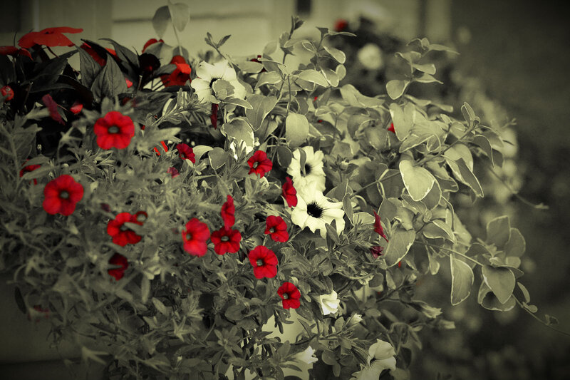 Potted Petunia Flowers — Red