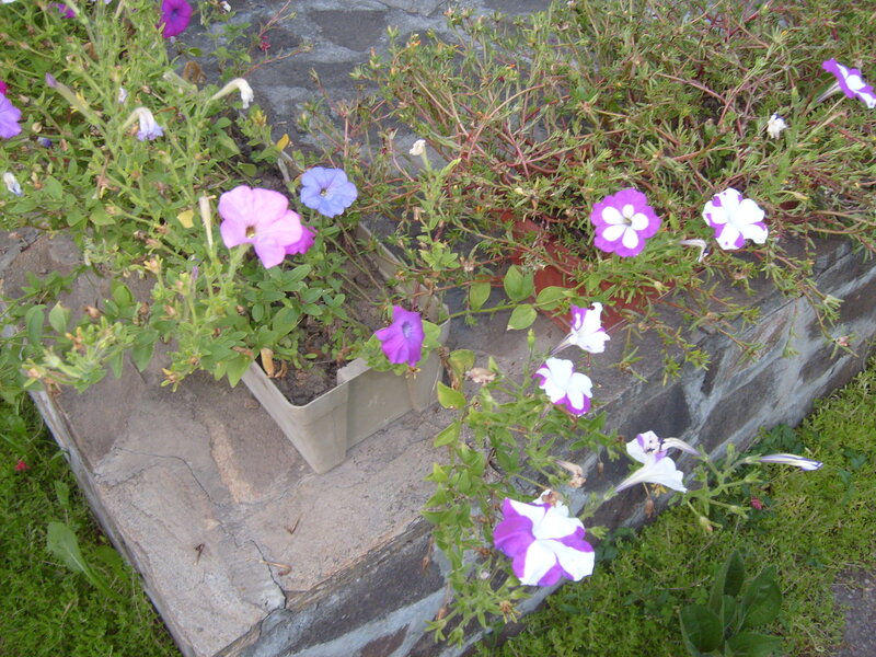 Potted Petunia Flowers
