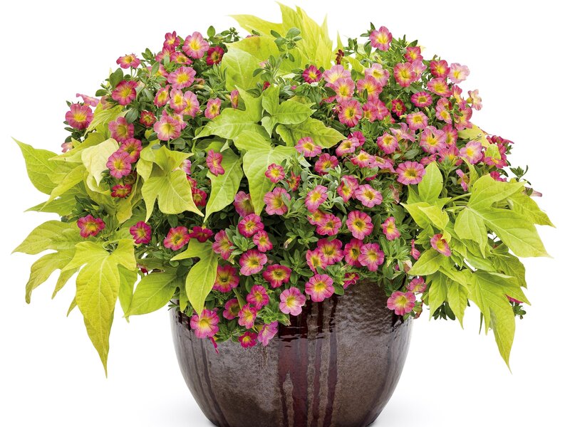 Potted Petunia Plant — Pink