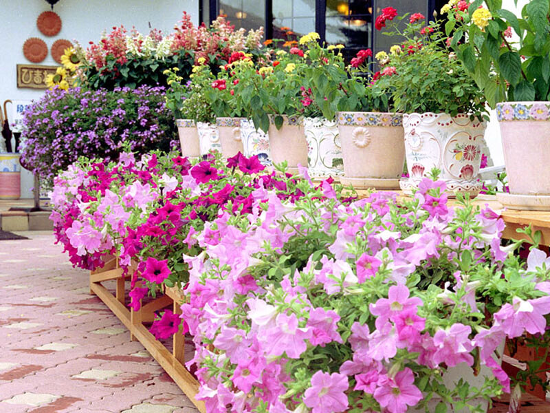 Potted Petunias and Flowers