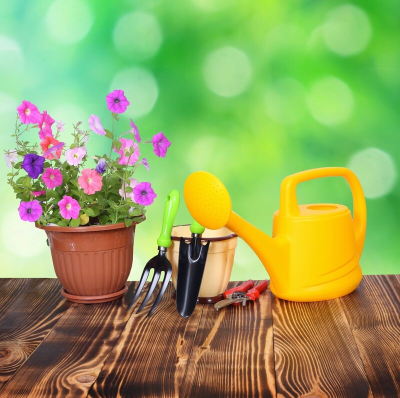 Potted Petunias and Gardening Tools