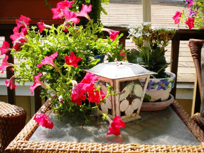 Potted Petunias on Table