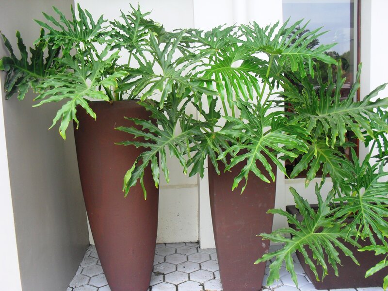 Potted Philodendron Plants