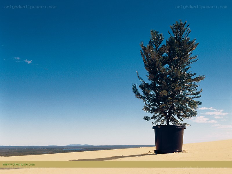 Potted pine on a sand dune