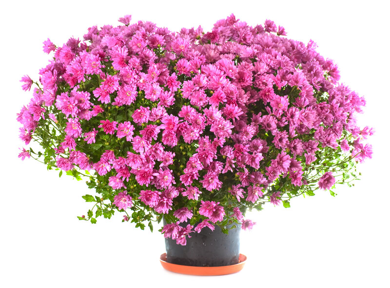 Potted Pink Chrysanthemum