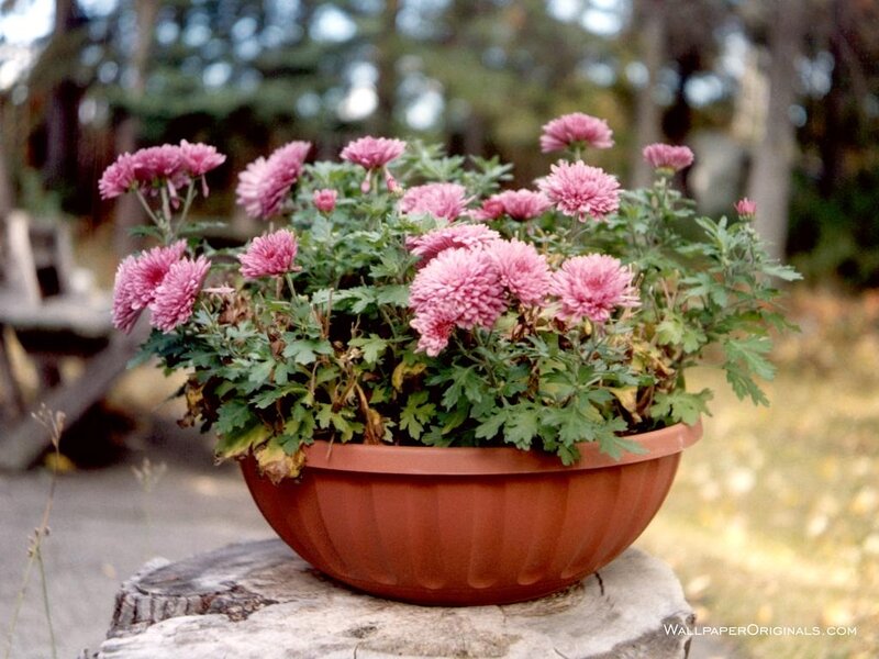 Potted Pink Chrysanthemums