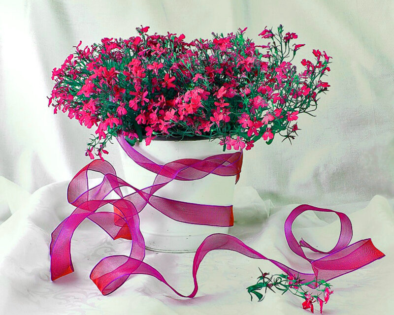 Potted Pink Flowers — Calm, Photograph