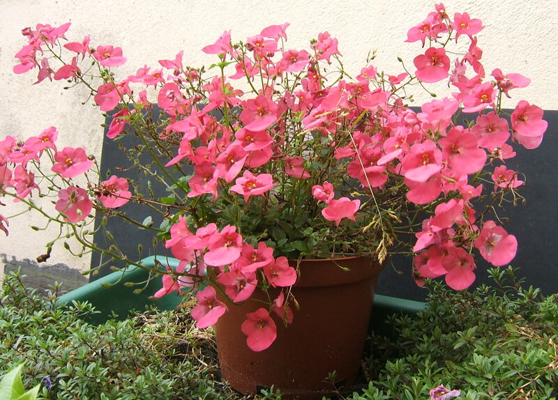 Potted Pink Flowers — Calm